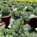 Borievka šupinatá (Juniperus squamata) ´BLUE STAR´ - ∅ 15-20 cm, kont. C2L